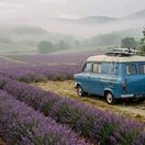 Blue vintage RV at a lavender farm in California.