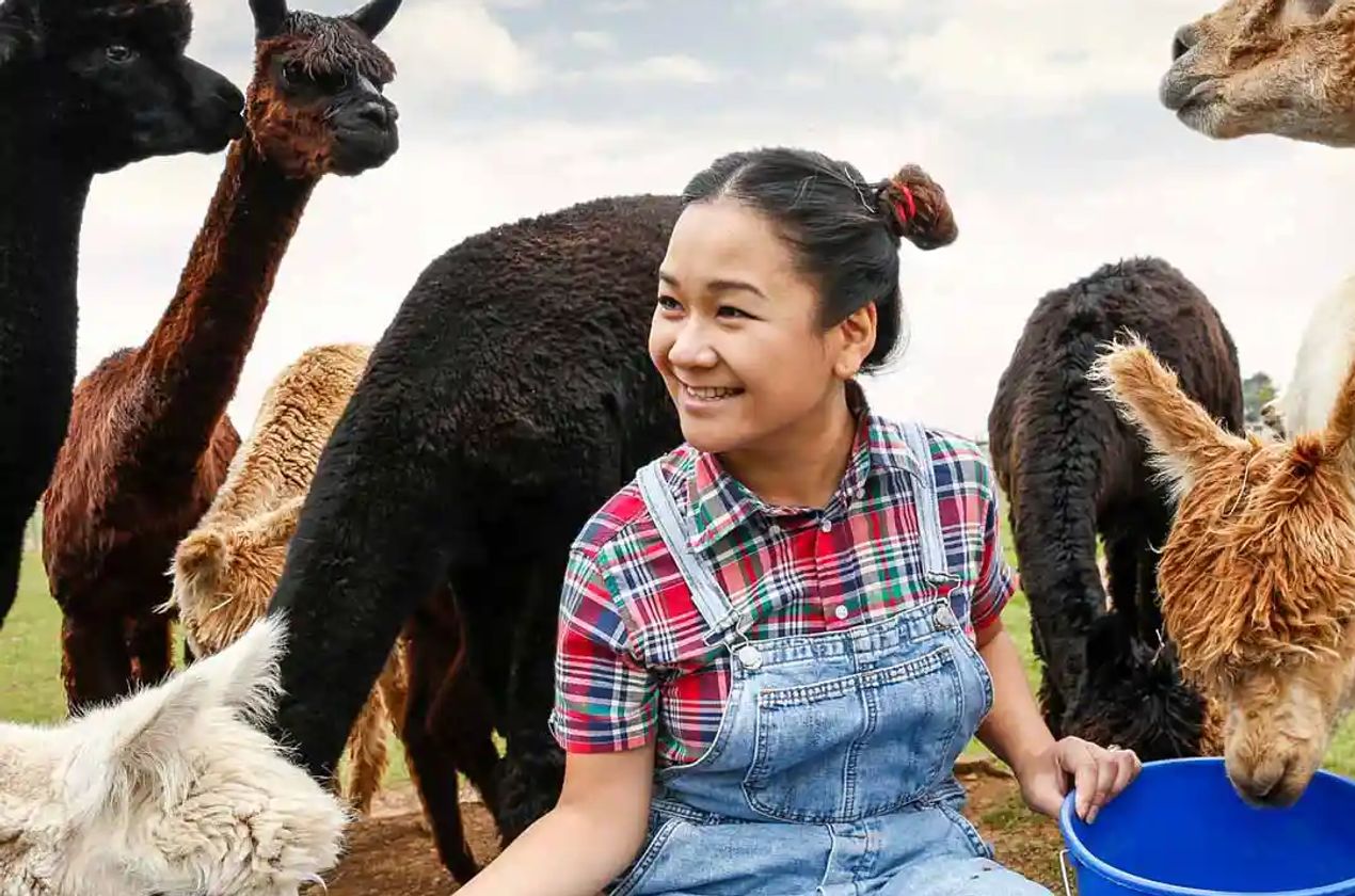 Woman feeding llamas at a farm