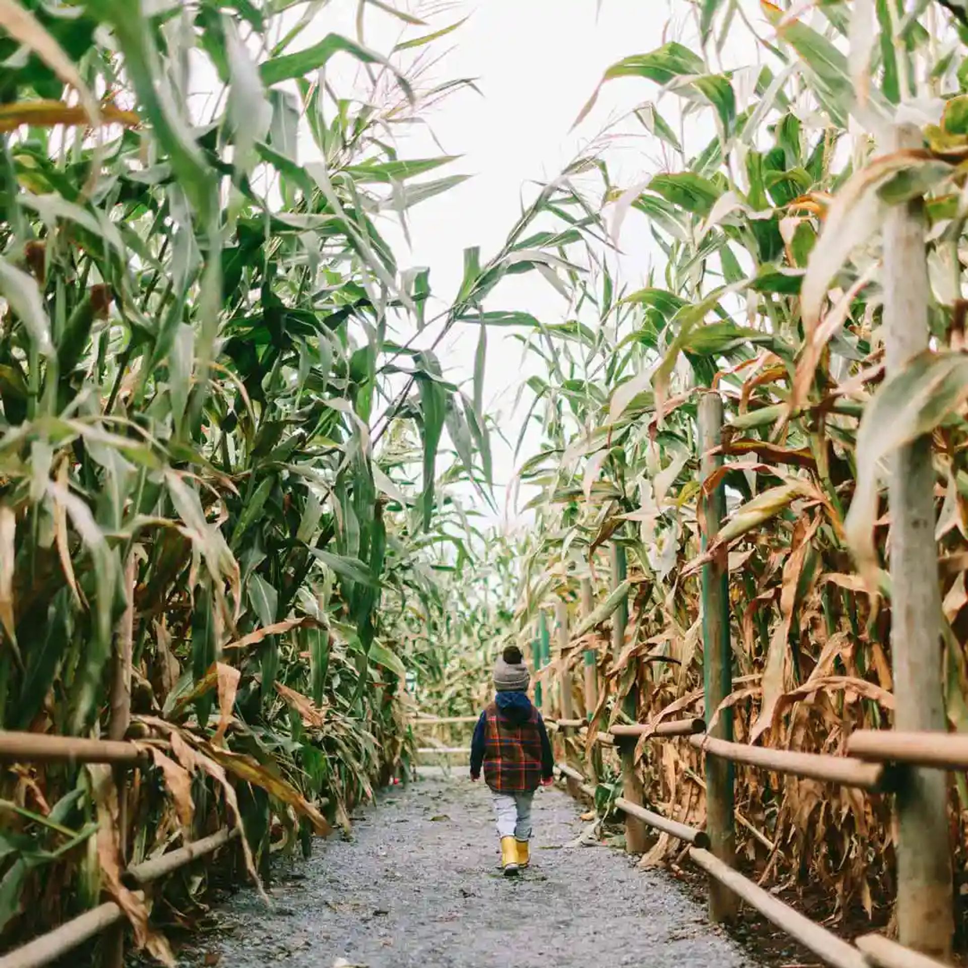 A boy walking through the a corn maze.
