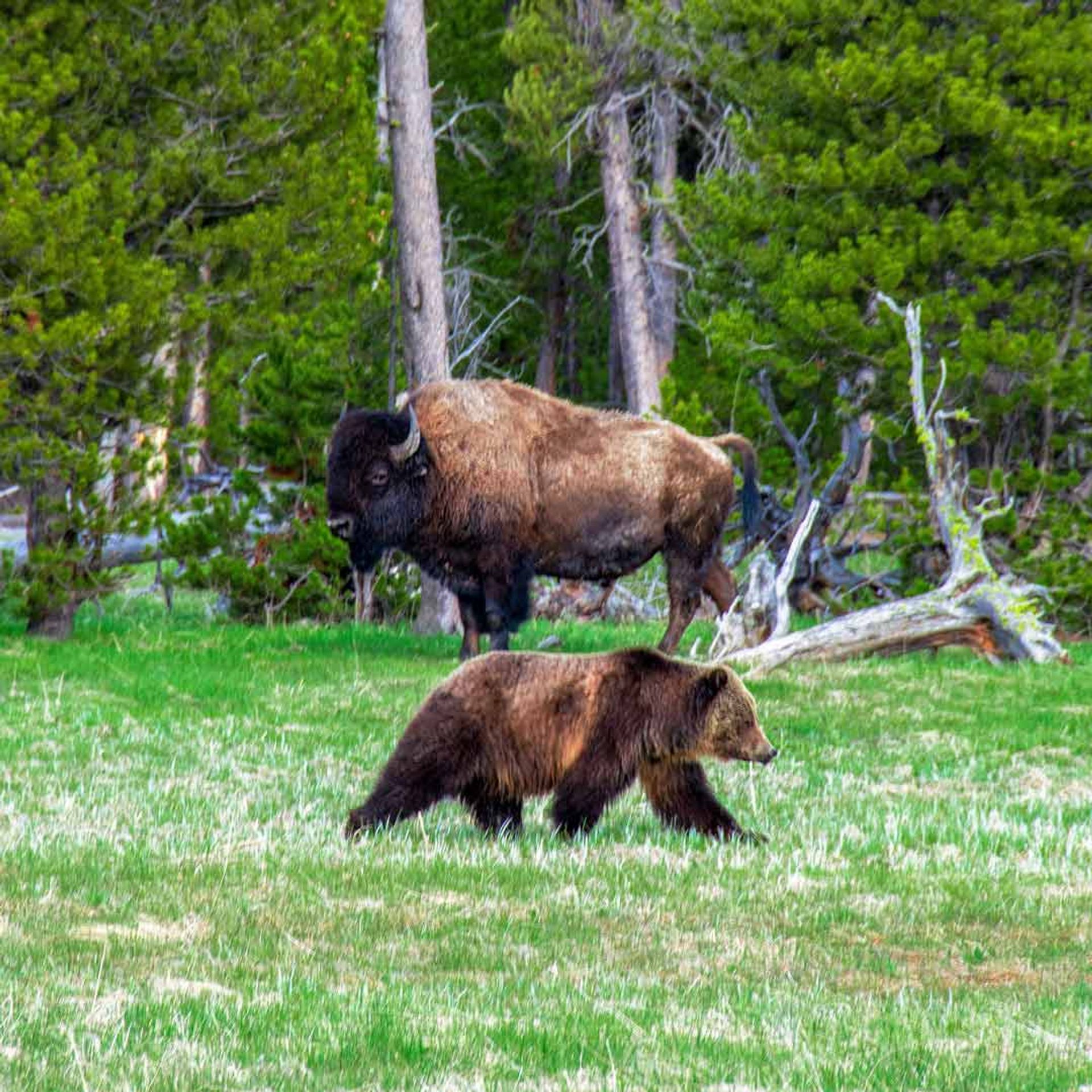 Grizzly bear and bison in Yellowstone National Park