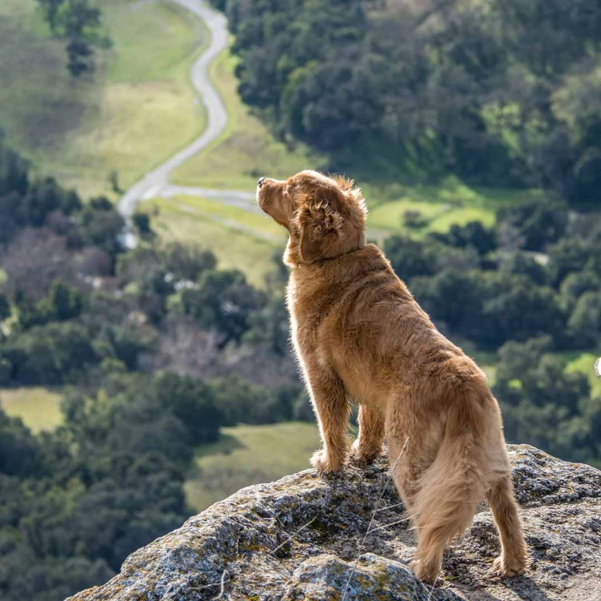 Golden Retriever peeking from a cliff top.