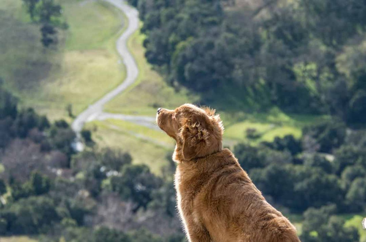 Golden Retriever peeking from a cliff top