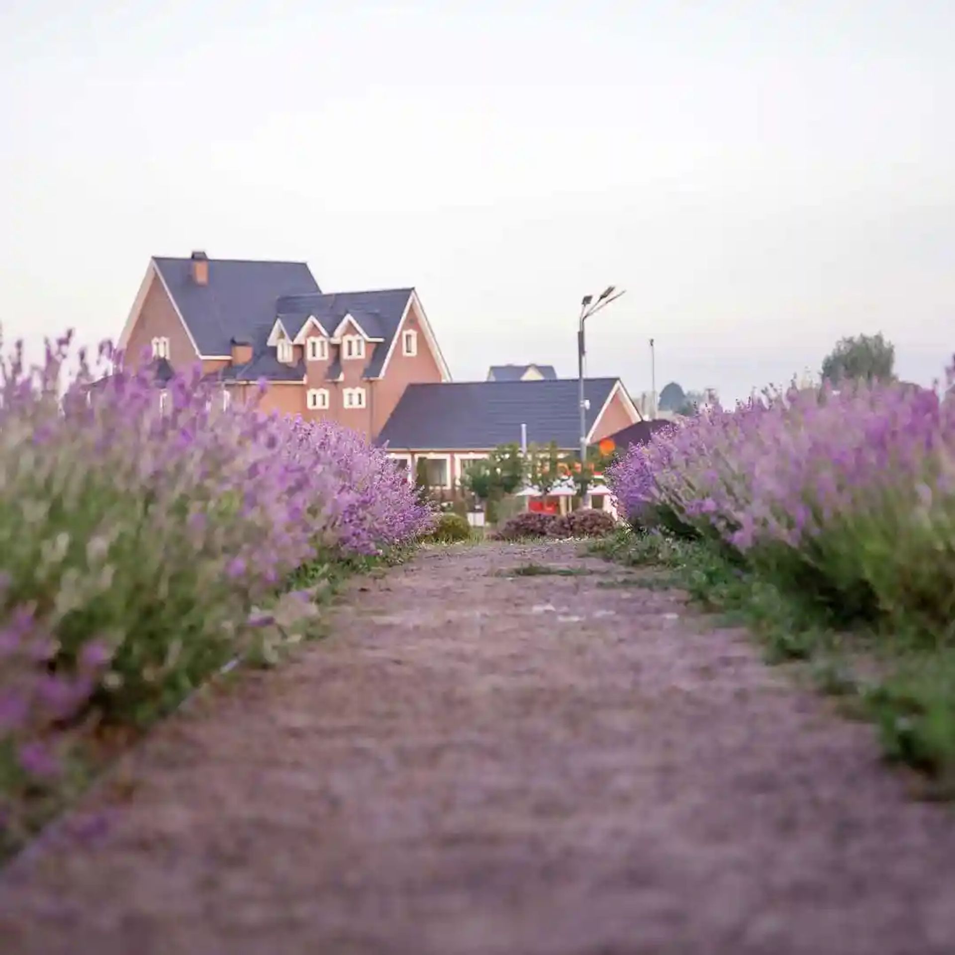A field lavender with farm in the background